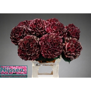 HYDR M MAG D RUBY CL