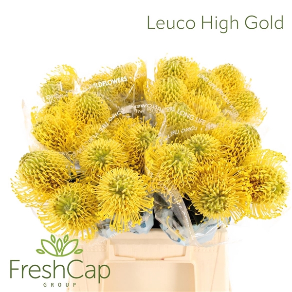 <h4>Leuco Co High Gold</h4>