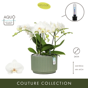 Arran. Tablo Champagne Molise Green Aquo
