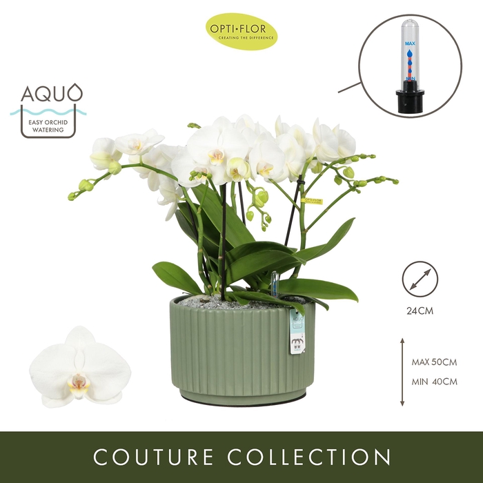 <h4>Arran. Tablo Champagne Molise Green Aquo</h4>