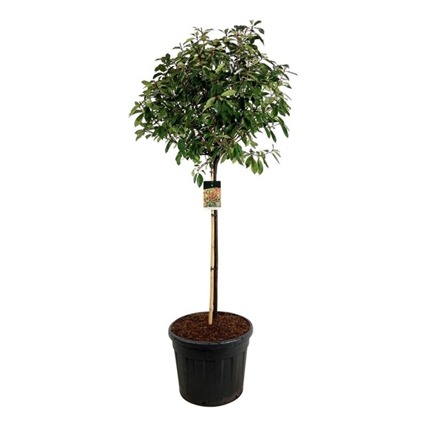 <h4>Photinia fraseri 'Red Robin'</h4>