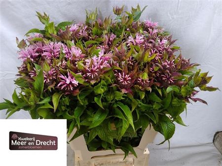 <h4>Monarda Beauty Cobha</h4>