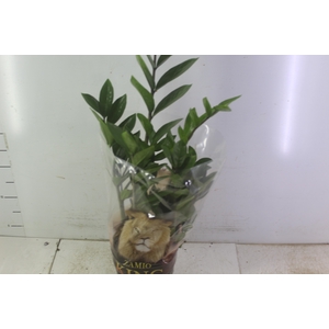 ZAMIOCULCAS P17