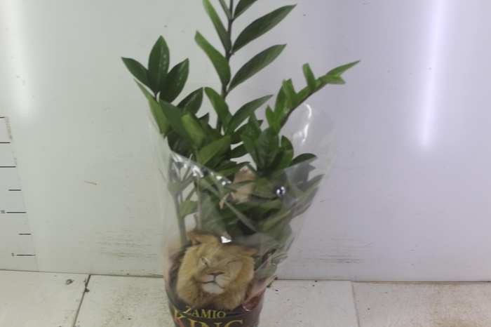 <h4>ZAMIOCULCAS P17</h4>