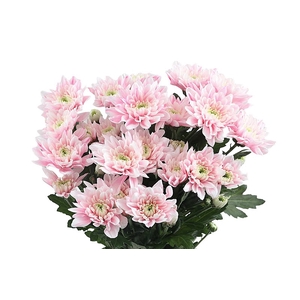 Chr T Klb Baltica Pastel Pink