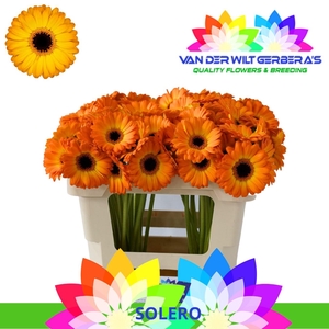 Germini Solero Water