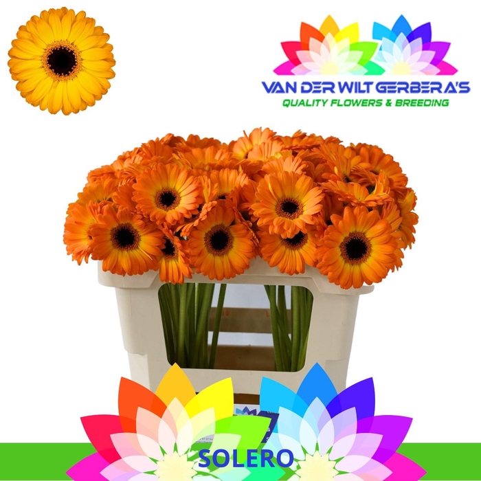 <h4>Germini Solero Water</h4>