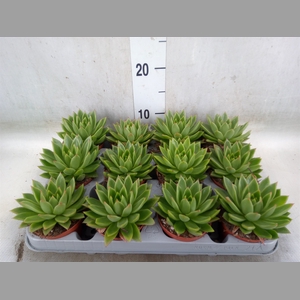 Echeveria agavoides