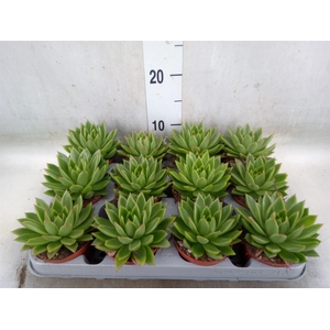 Echeveria agavoides