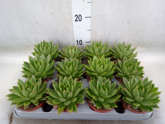 <h4>Echeveria agavoides</h4>