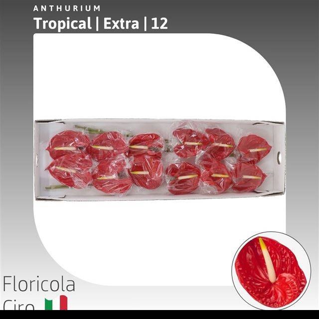 <h4>ANTH A TROPICAL</h4>