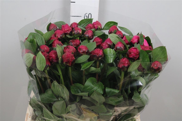 <h4>Paeo Red Sarah Ber</h4>