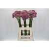 Allium Pink Jewel