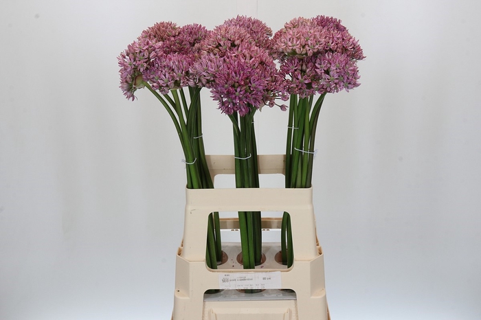 Allium Pink Jewel