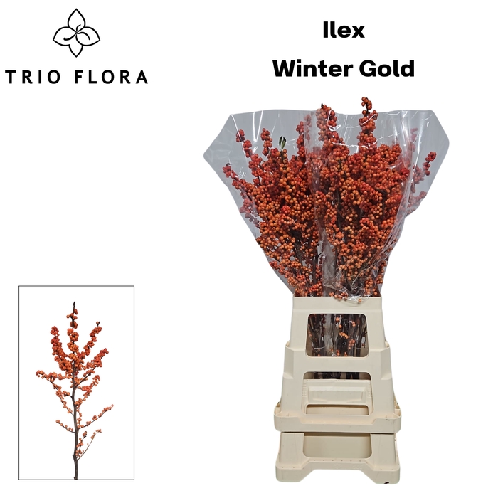 <h4>ILEX VE WINTER GOLD 996 L80</h4>