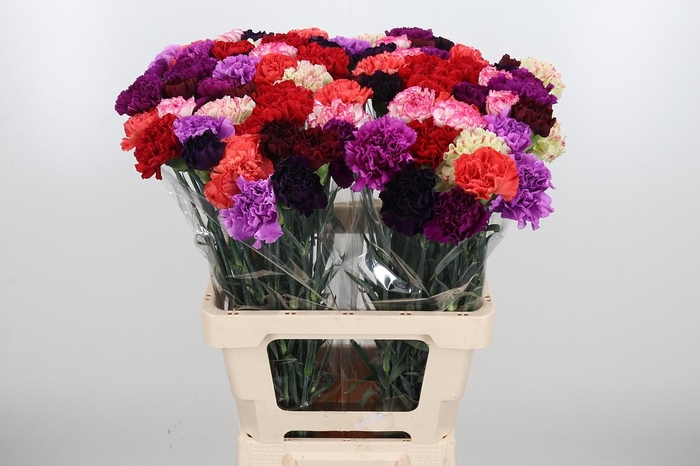 <h4>Di St Ov Mixed</h4>