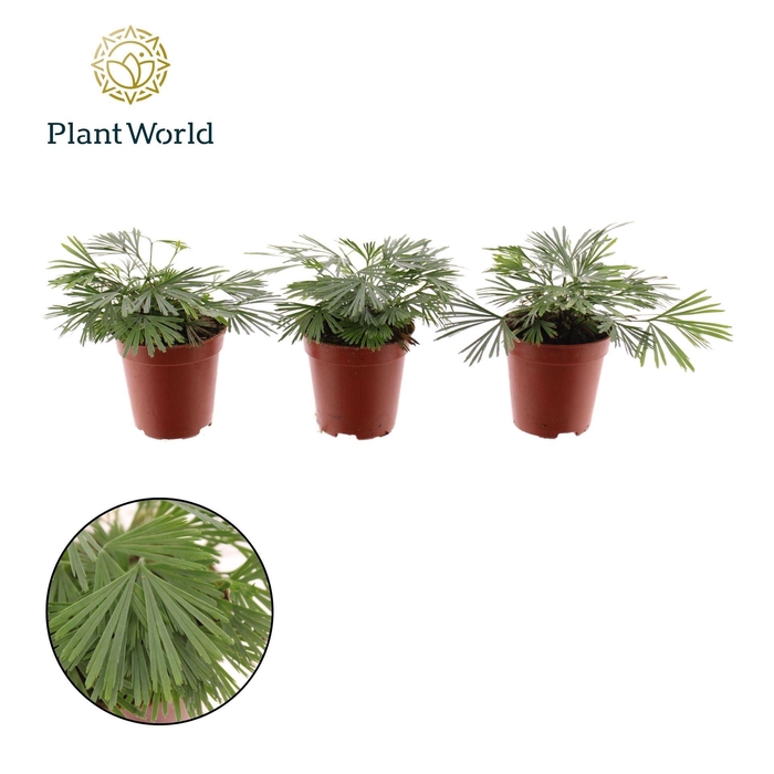 <h4>Varens overig</h4>