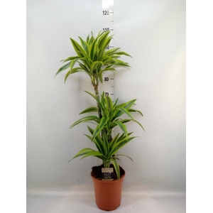 Dracaena fr de 'LemonLime'