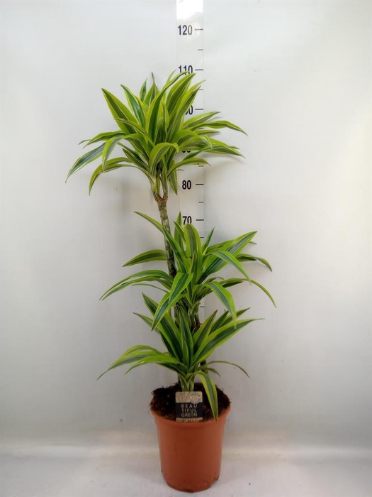 <h4>Dracaena fr de 'LemonLime'</h4>