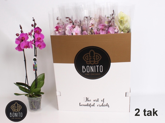 <h4>PHAL GEM 7 KL</h4>