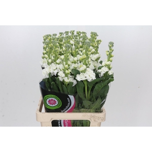 Matthiola Iron White
