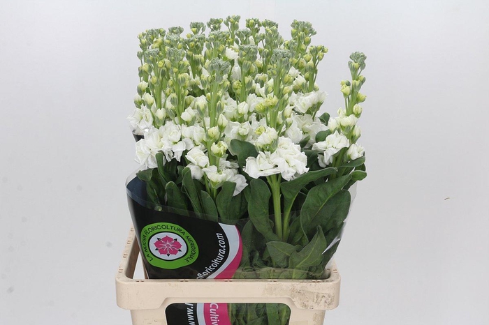 <h4>Matthiola Iron White</h4>