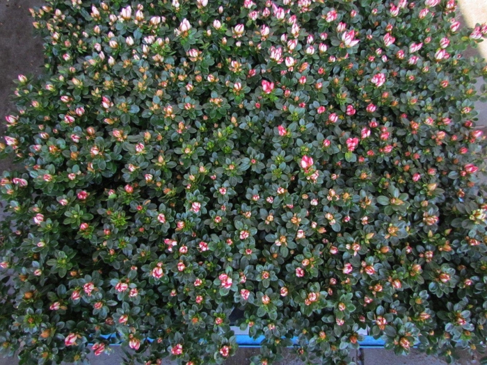 <h4>RHODO SI SACHS MIXK</h4>