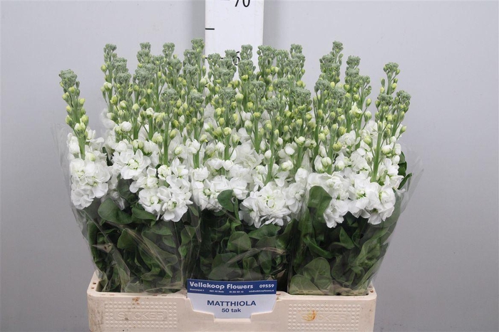 <h4>Matth Aida White</h4>