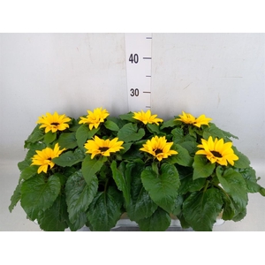 Helianthus an. 'Sunsation'