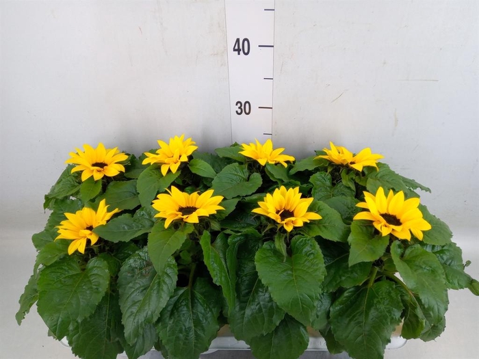 <h4>Helianthus an. 'Sunsation'</h4>