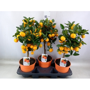 Citrus   ...