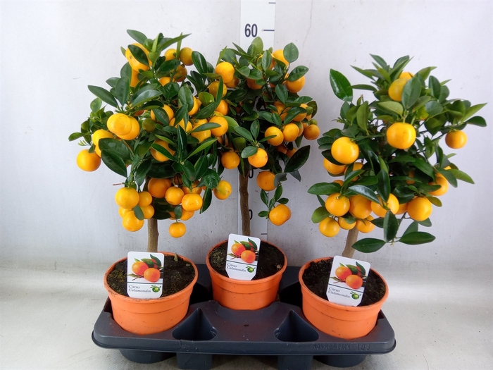 <h4>Citrus   ...</h4>