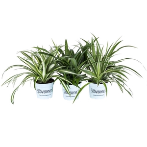 CHLOROPHYTUM MIX P12