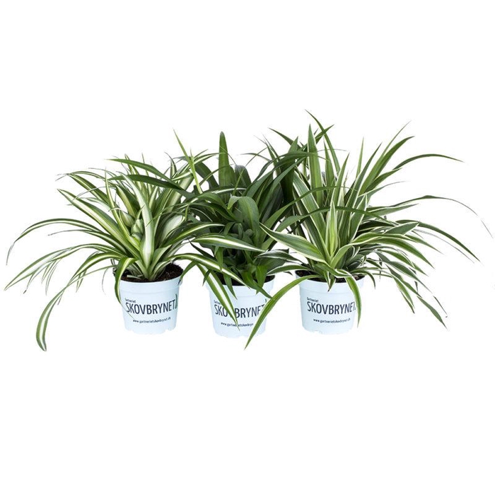 <h4>CHLOROPHYTUM MIX P12</h4>