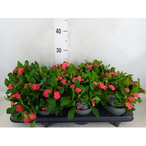 Euphorbia milii 'Vulcanus'