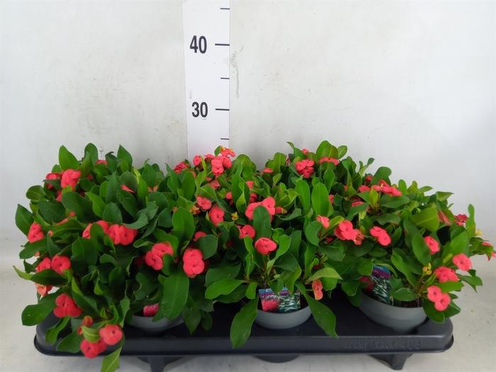<h4>Euphorbia milii 'Vulcanus'</h4>