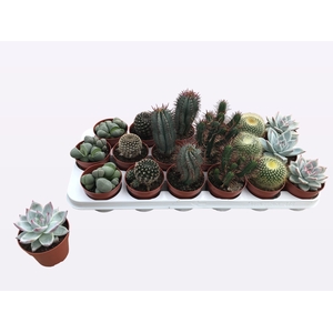 CACTUS + SUCCU GEM