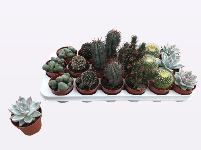 <h4>CACTUS + SUCCU GEM</h4>