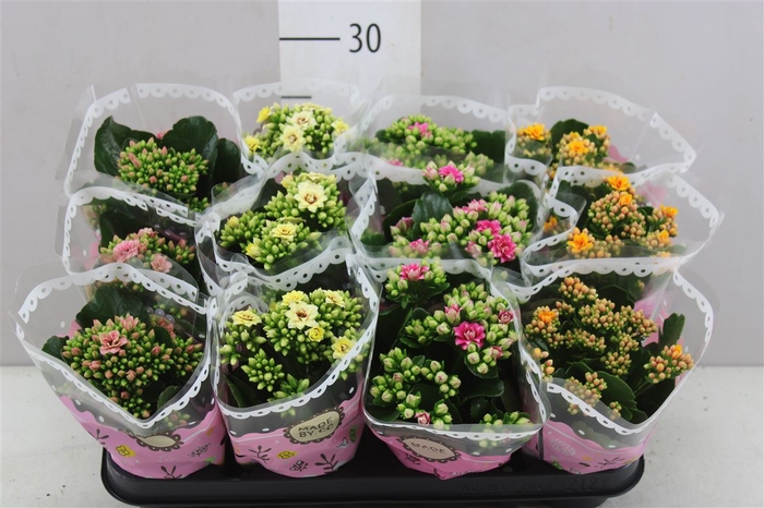 <h4>Kalanchoe Calandiva Mix Special</h4>