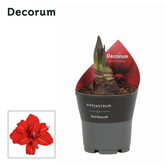 <h4>Amaryllis Red Peacock in Potkraag (Decorum)</h4>