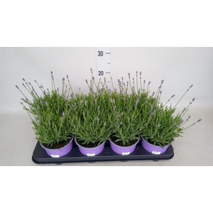 Lavandula angus. 'Hidcote'