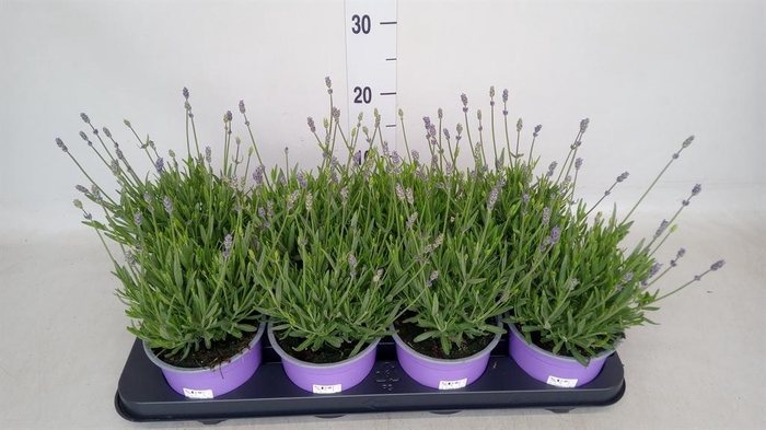 <h4>Lavandula angus. 'Hidcote'</h4>