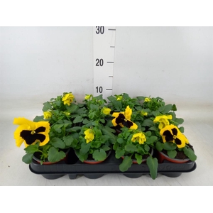 Viola wr. 'Colossus Yellow Blotch'