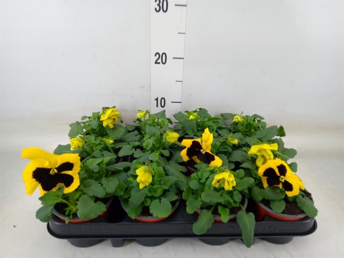 <h4>Viola wr. 'Colossus Yellow Blotch'</h4>