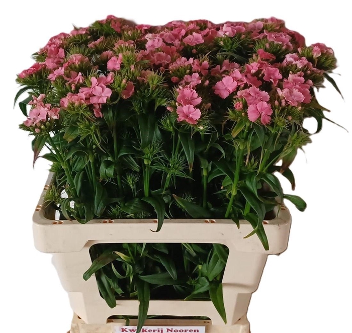 <h4>DI BARB B ZALMROSE</h4>