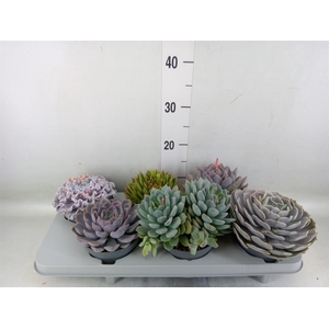 Echeveria   ...mix