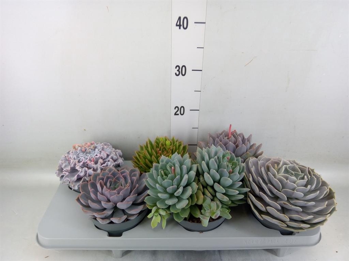 <h4>Echeveria   ...mix</h4>