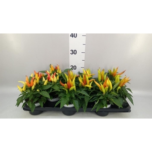 Capsicum annuum 'Joker'