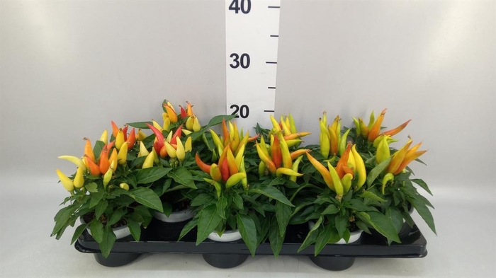 <h4>Capsicum annuum 'Joker'</h4>