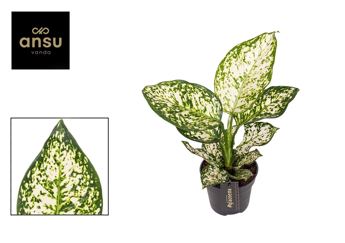 <h4>Aglaonema Ivory Jade</h4>